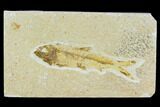 Bargain, Fossil Fish (Knightia) - Wyoming #120615-1